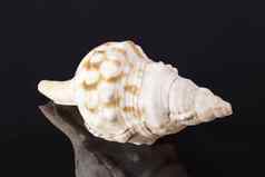 单海壳牌海洋蜗牛马海螺孤立的黑色的背景