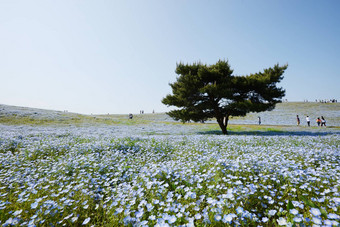 尼莫菲拉布鲁姆