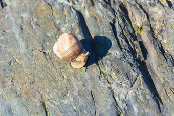 勃艮第<strong>蜗牛</strong>石头