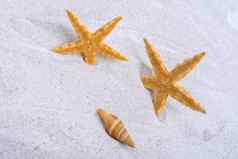 橙色海星类壳牌沙子