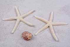 白色海星类壳牌沙子