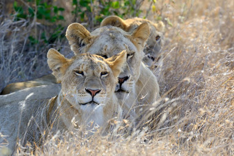 关闭狮子国家公园肯尼亚
