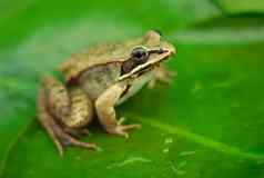 棕色（的）木青蛙绿色睡莲叶池塘