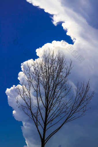多云的树能转风暴