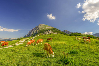 cattles高山草地