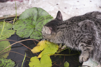 可爱的猫喝水池塘