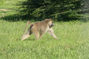野生猴子非洲场哺乳动物动物