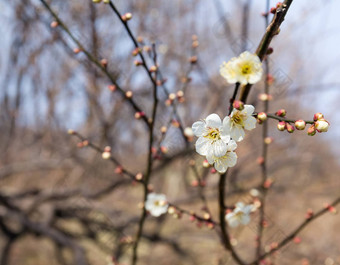 开花李子花