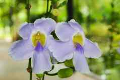紫罗兰色的兰花新鲜的兰花自然新鲜的兰花自然令人惊异的兰花兰花点兰花兰花自然白色新鲜的兰花