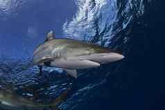 危险的大鲨鱼潜水Safari野生海图片