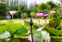 美丽的莲花池塘莲花花池塘完整的布鲁姆