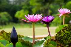 美丽的莲花池塘莲花花池塘完整的布鲁姆