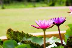 美丽的莲花池塘莲花花池塘完整的布鲁姆