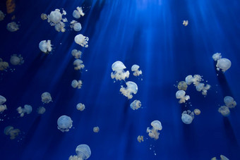 美杜莎水母水下潜水照片埃及红色的海
