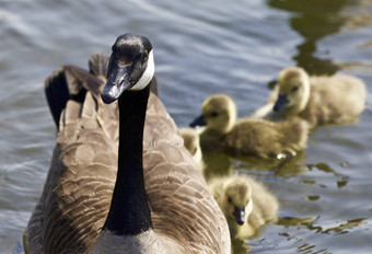 可爱的家庭加拿大鹅游泳
