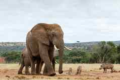 温柔的巨大的非洲布什大象