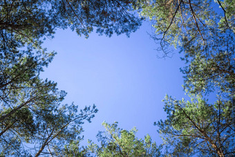 2015: 2015树上衣查找蓝色的天空