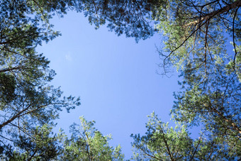 contiferous树上衣查找蓝色的天空