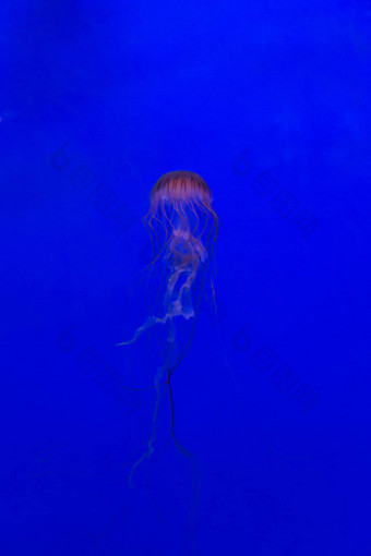 美杜莎水母水下潜水照片埃及红色的海