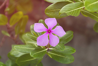 紫色的Catharanthusroseus也<strong>叫花</strong>粉红色的野<strong>花</strong>