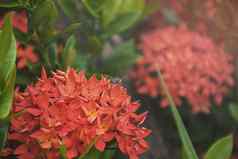 蜜蜂红色的斯派克花Ixora茜草科一成不变植物区系