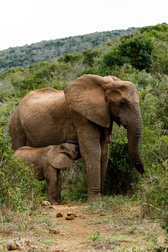 妈妈婴儿非洲布什大象