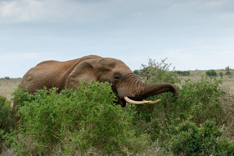 吃时间非洲布什大象