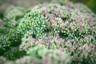 Sedum<strong>八宝</strong>冰山植物