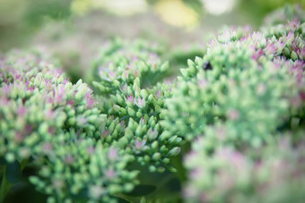 Sedum八宝冰山植物