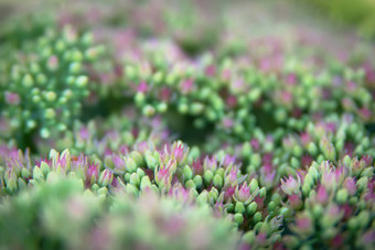 Sedum<strong>八宝</strong>冰山植物