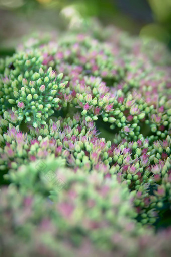 Sedum<strong>八宝</strong>冰山植物