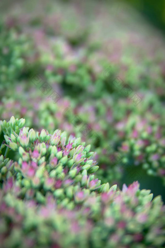 Sedum<strong>八宝</strong>冰山植物