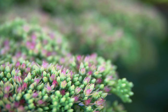 Sedum<strong>八宝</strong>冰山植物