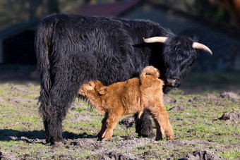 黑色的苏格兰苏格兰高地的人妈妈。牛喝新生儿小腿