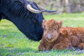 新生儿苏格兰苏格兰高地的人小腿妈妈。牛