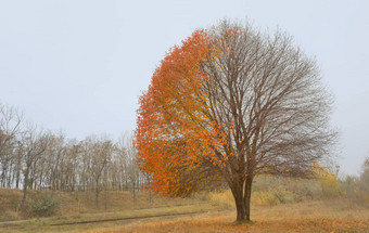 孤独的美丽的秋天树
