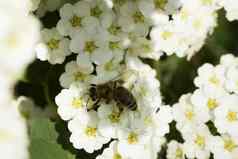 春天白色花蜜蜂蜜蜂花