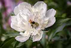 花牡丹蜜蜂收集花蜜