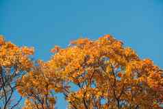 秋天橙色生动的mapple树叶子蓝色的天空背景
