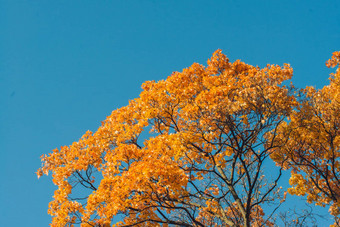 秋天橙色生动的mapple树叶子蓝色的天空背景