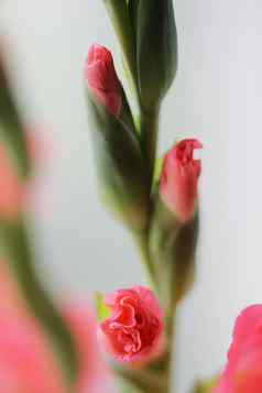 美丽的粉红色的剑兰花