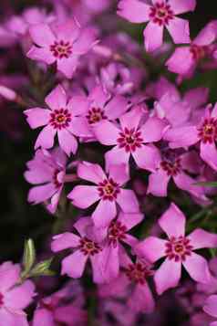 小花粉红色的紫色的颜色美丽的花背景