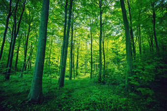 森林树叶绿色颜色