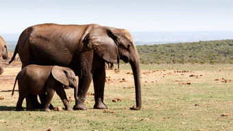 婴儿<strong>大象</strong>走妈妈。非洲<strong>布什大象</strong>