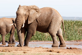 非洲布什大象站引人注目的构成