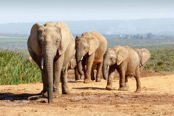 非洲<strong>布什大象</strong>家庭收集浇水洞