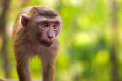 特写镜头年轻的猴子。猴子走地面绿色背景