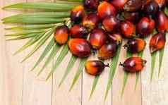 商业棕榈石油培养棕榈石油
