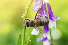 蜜蜂淡紫色紫色的花宏蜂蜜蜜蜂花