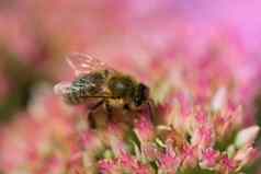 秋天花蜜蜂蜜蜂花